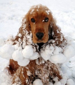 dog in snow